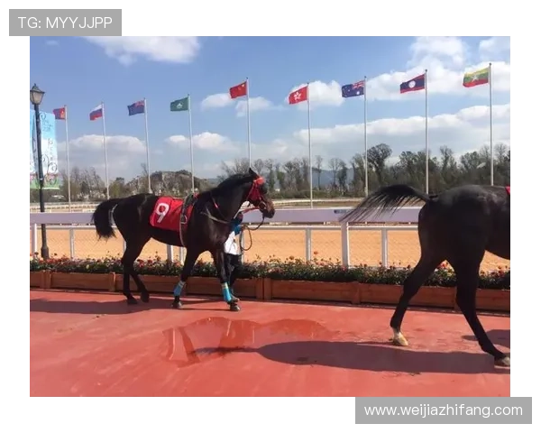 深入了解凯发体育登陆的优势，提升你的体育竞猜技巧